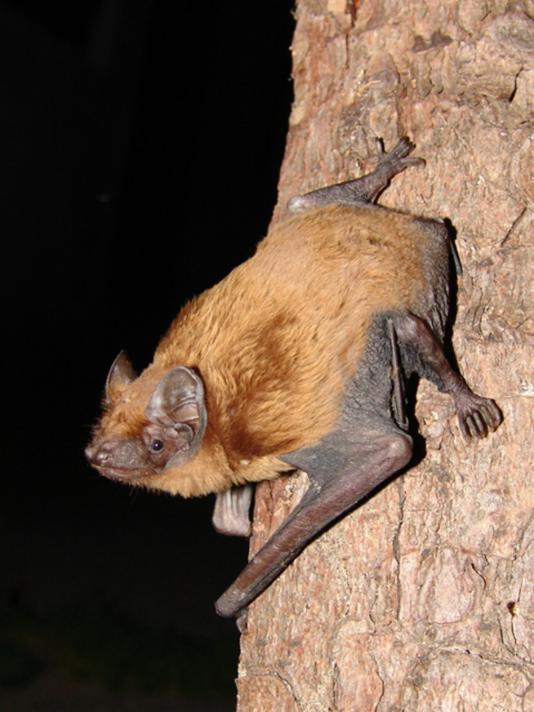 Nyctalus noctula